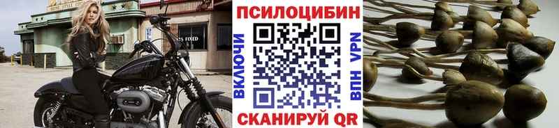 Галлюциногенные грибы Psilocybe  Каневская 